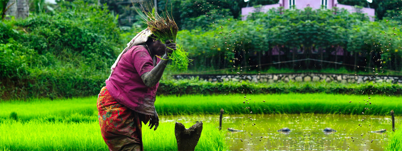 Fertilisers & Feed-Stock